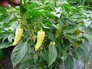 CAPSICUM SANTA FE GRANDE CHILLI PEPPER 10 SEEDS FOR 5 RANDS